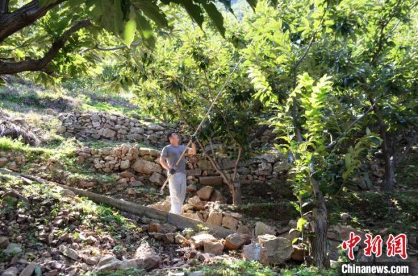 手机配资 “中国板栗之乡”河北宽城：80万亩板栗迎丰收