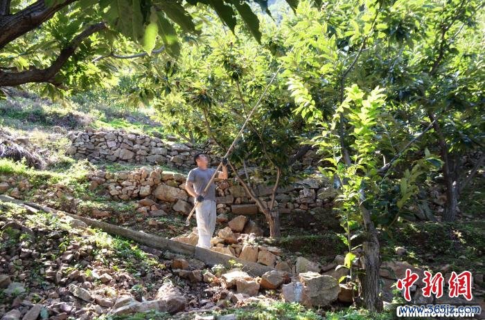 中国板栗之乡河北宽城:80万亩板栗迎丰收